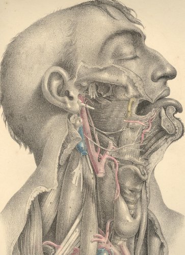 Large book cover: Surgical Anatomy