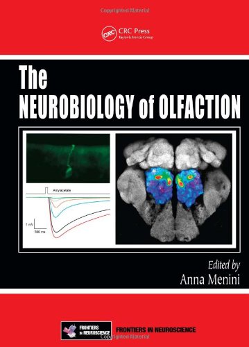Large book cover: The Neurobiology of Olfaction